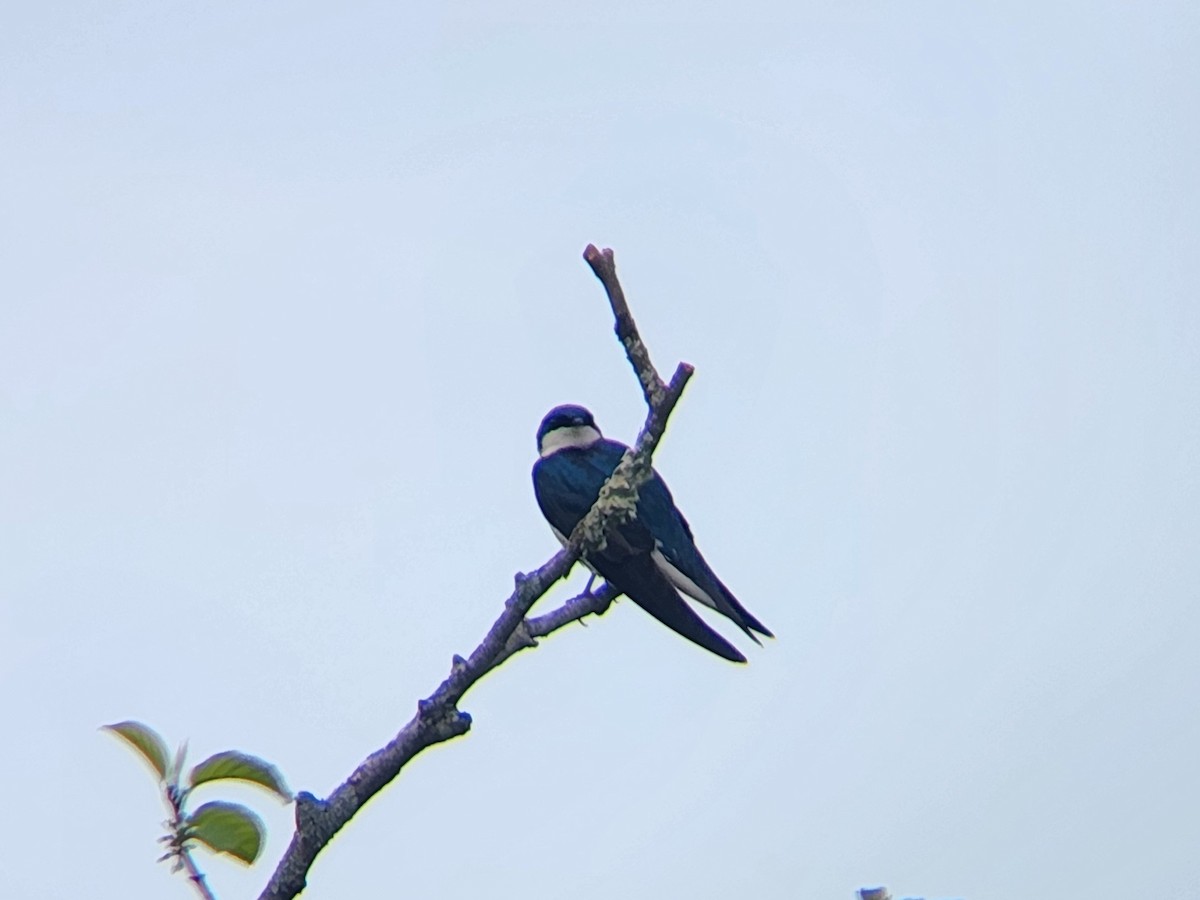 Tree Swallow - ML619064653