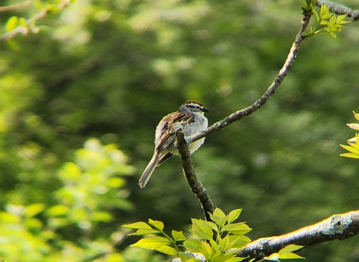 Chipping Sparrow - ML619064668