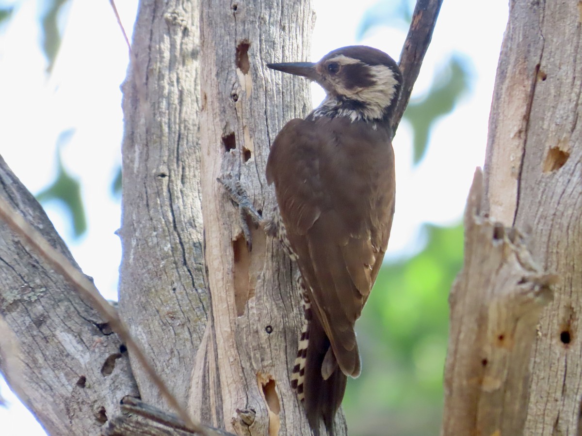 Arizona Woodpecker - ML619064682