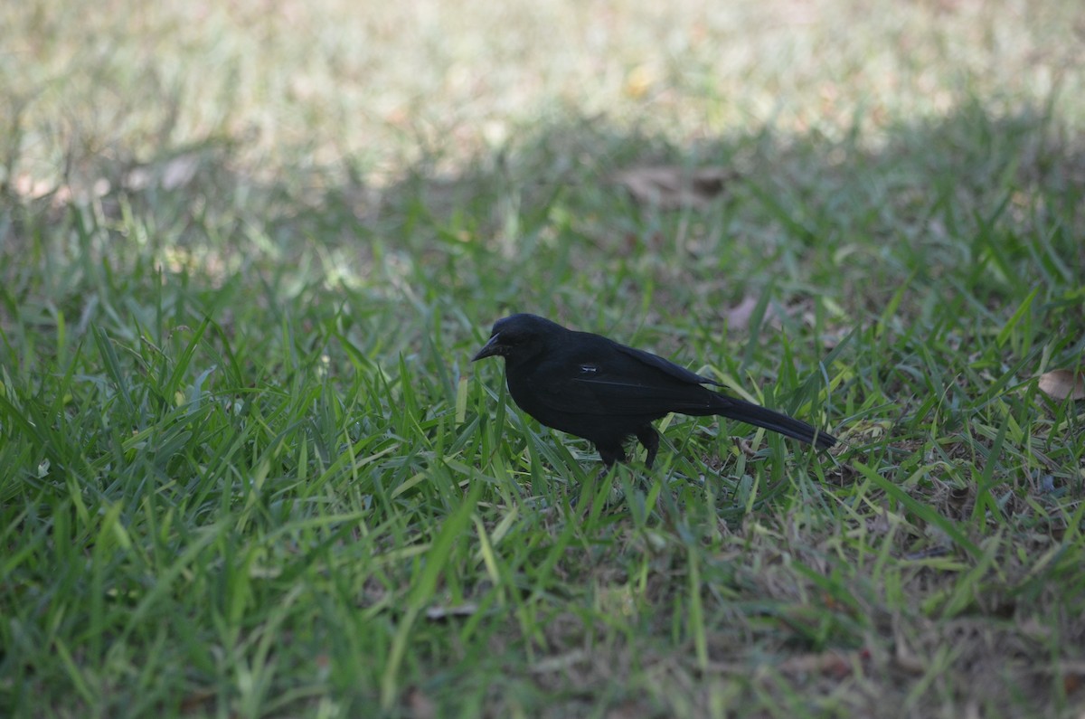 Scrub Blackbird - ML619064713