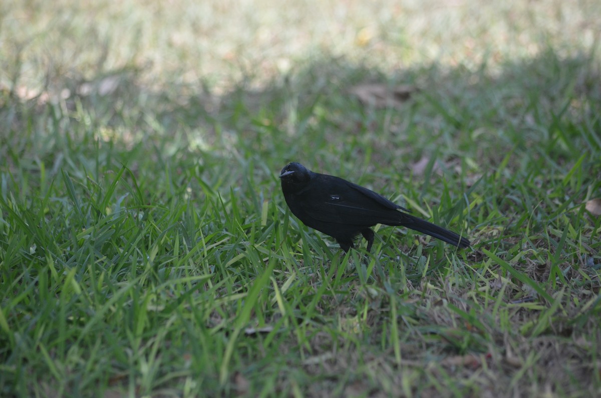 Scrub Blackbird - ML619064714