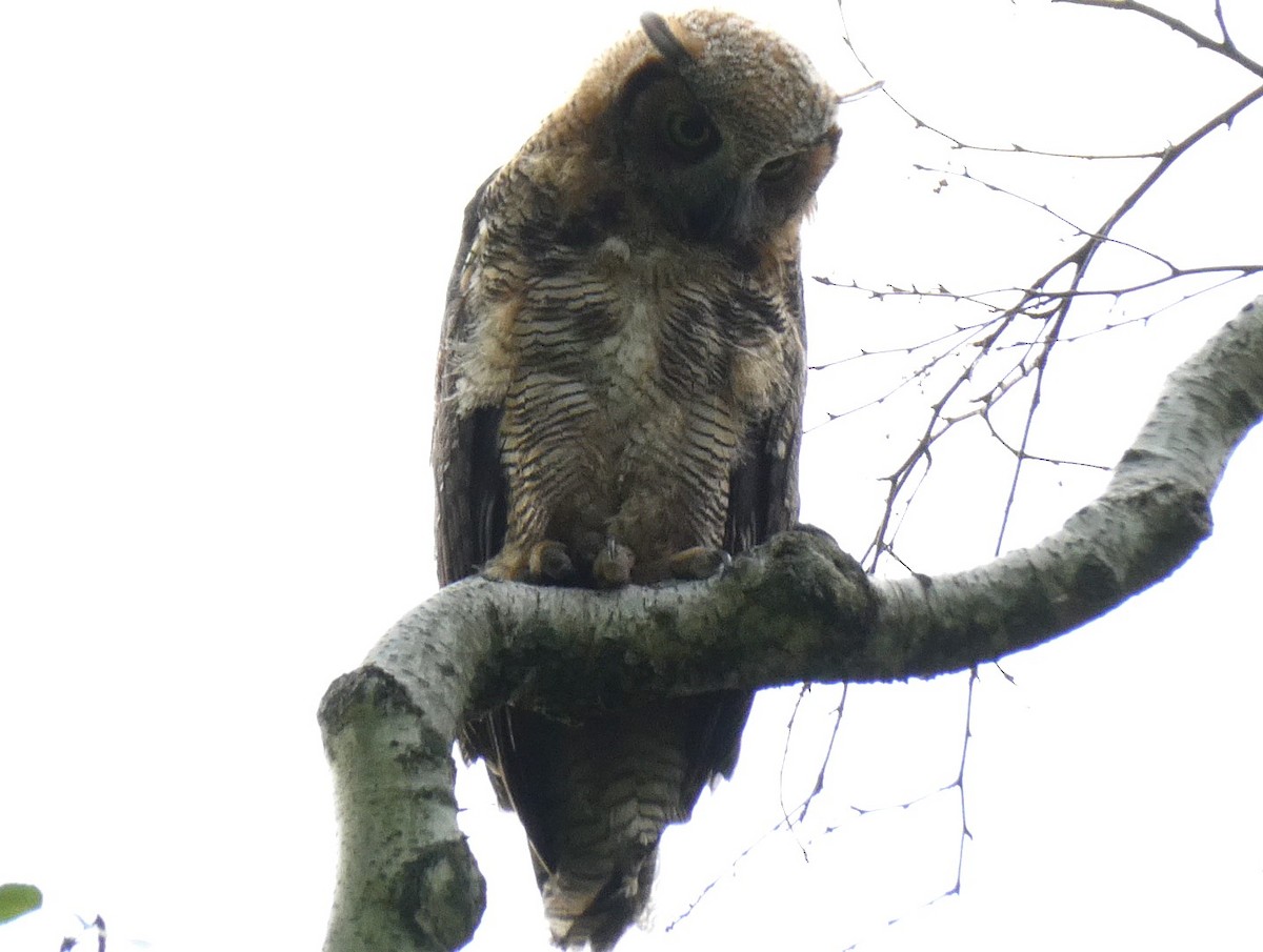 Great Horned Owl - ML619064723