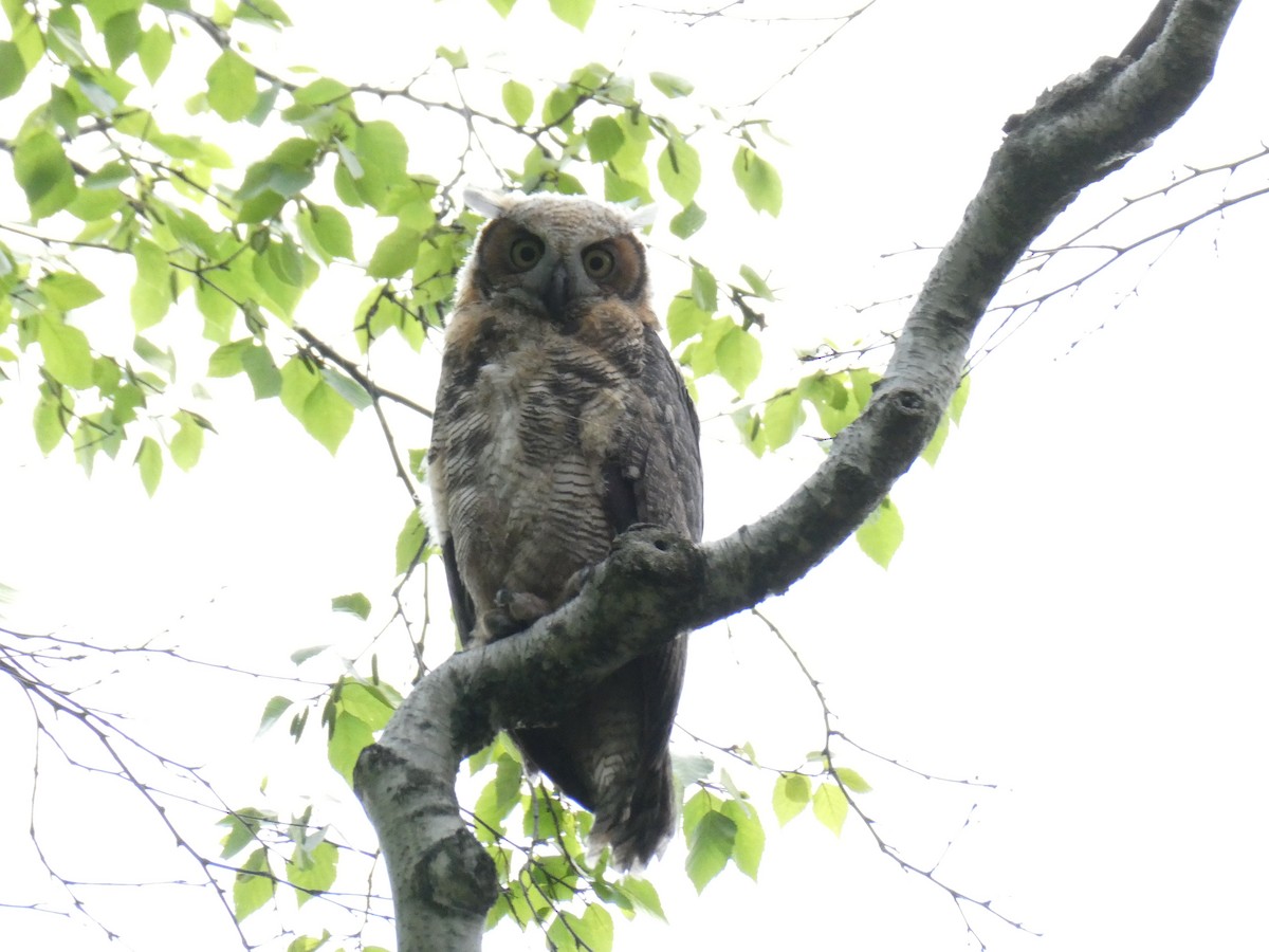 Great Horned Owl - ML619064724