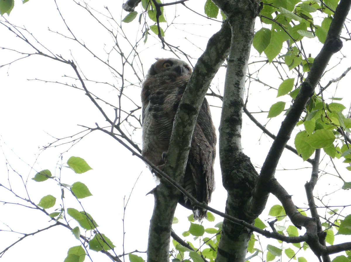 Great Horned Owl - ML619064725