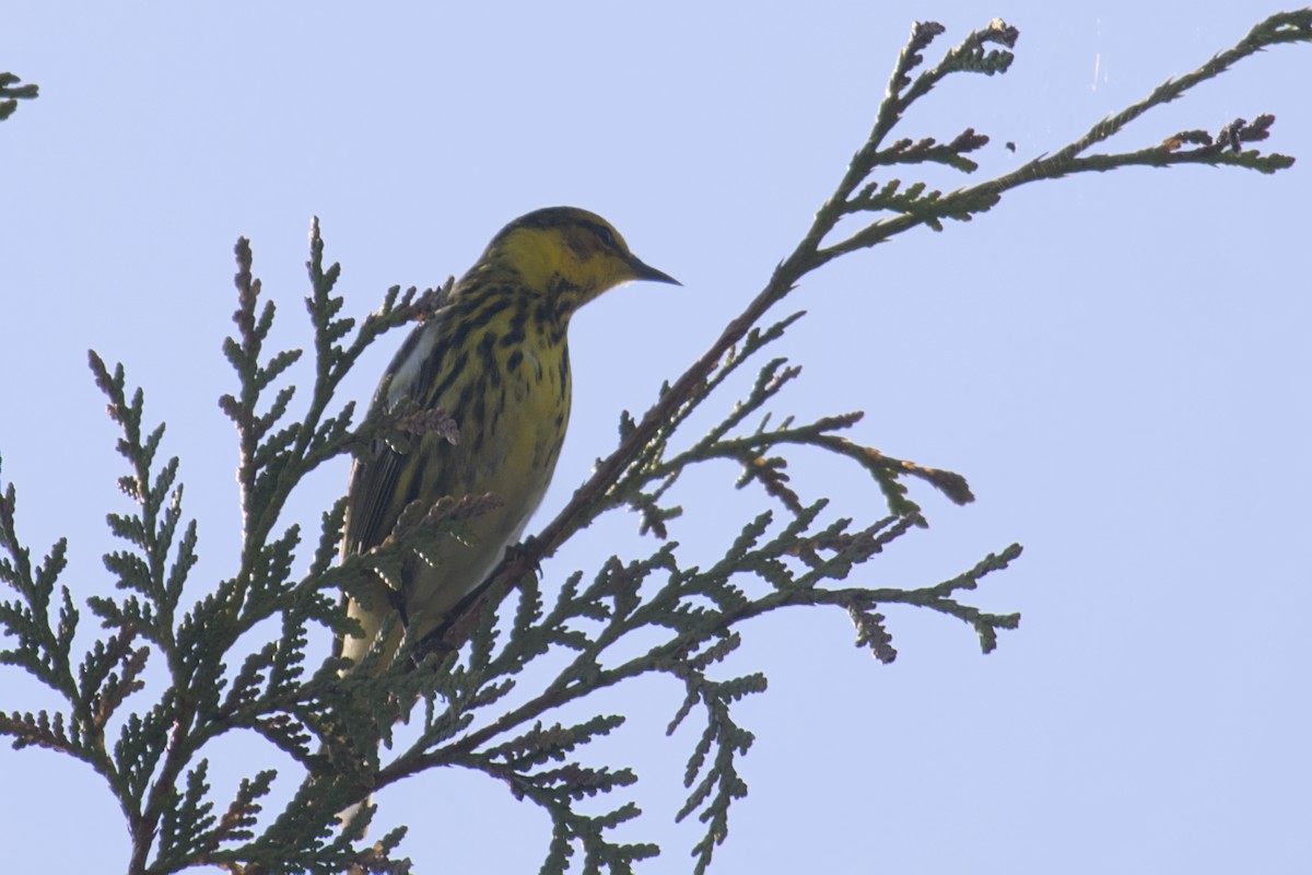 Cape May Warbler - ML619064730