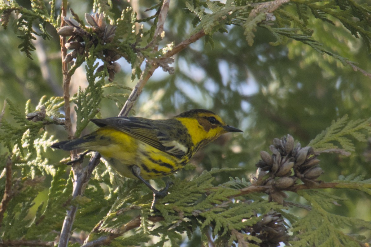 Cape May Warbler - ML619064731
