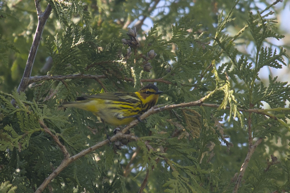 Cape May Warbler - ML619064732