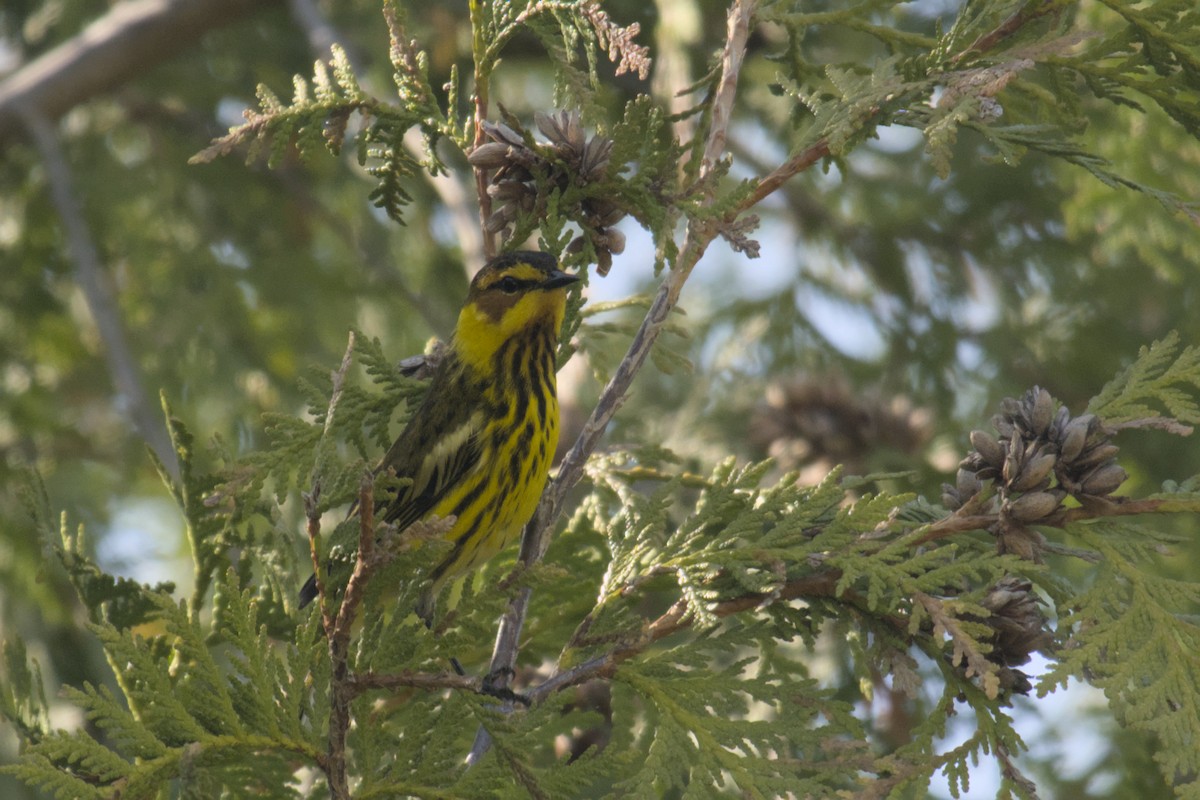 Cape May Warbler - ML619064733