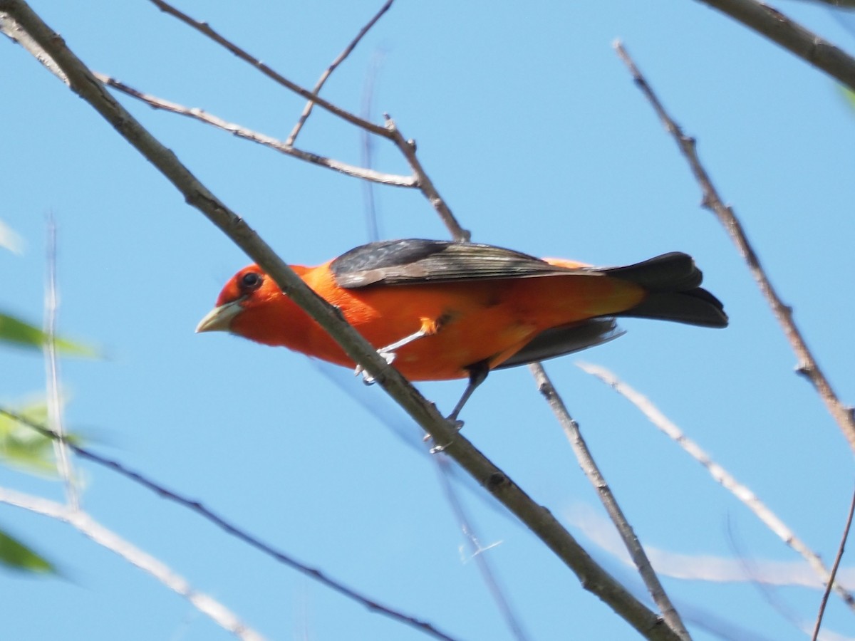 Scarlet Tanager - John LeClaire