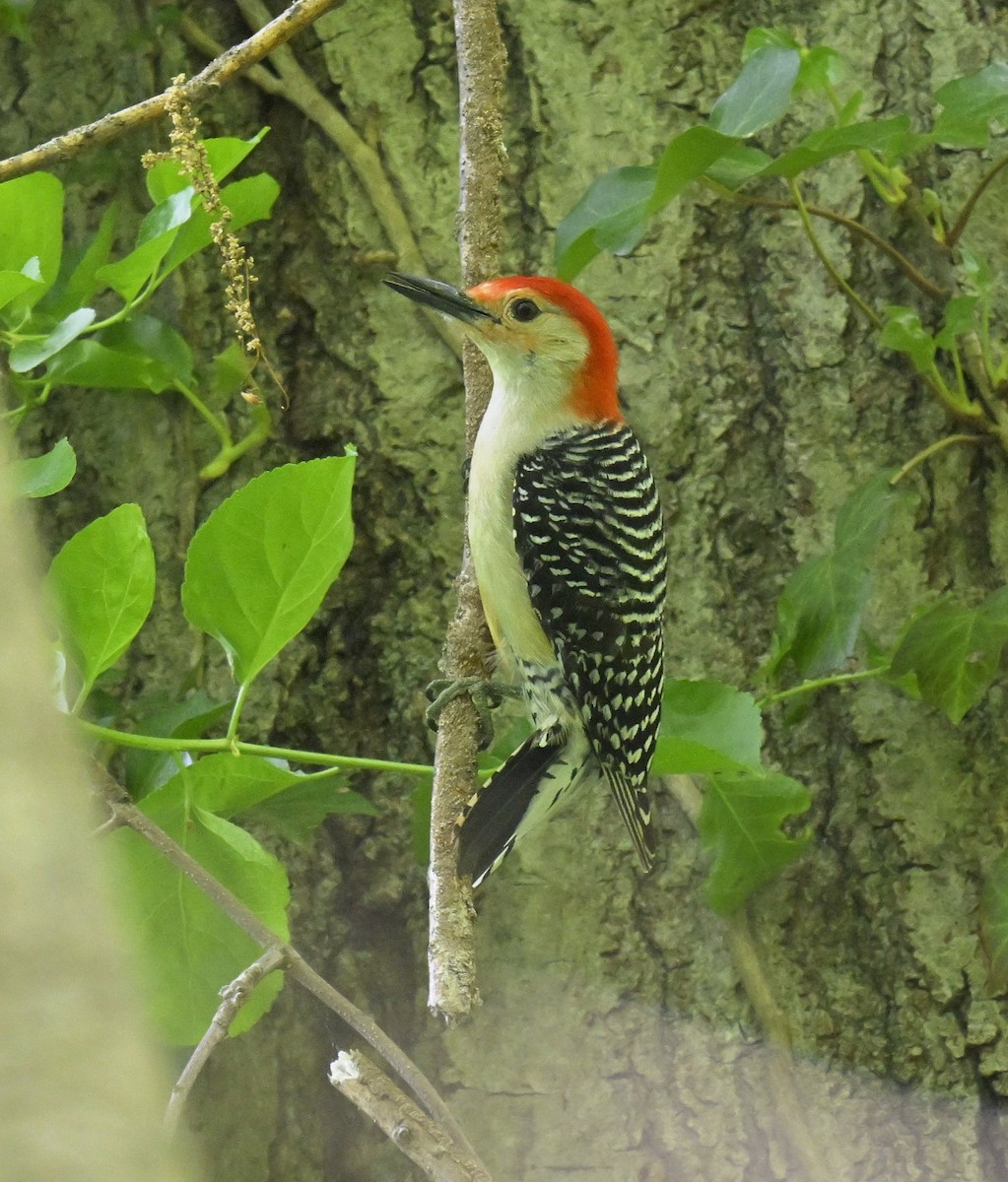 Red-bellied Woodpecker - ML619064768
