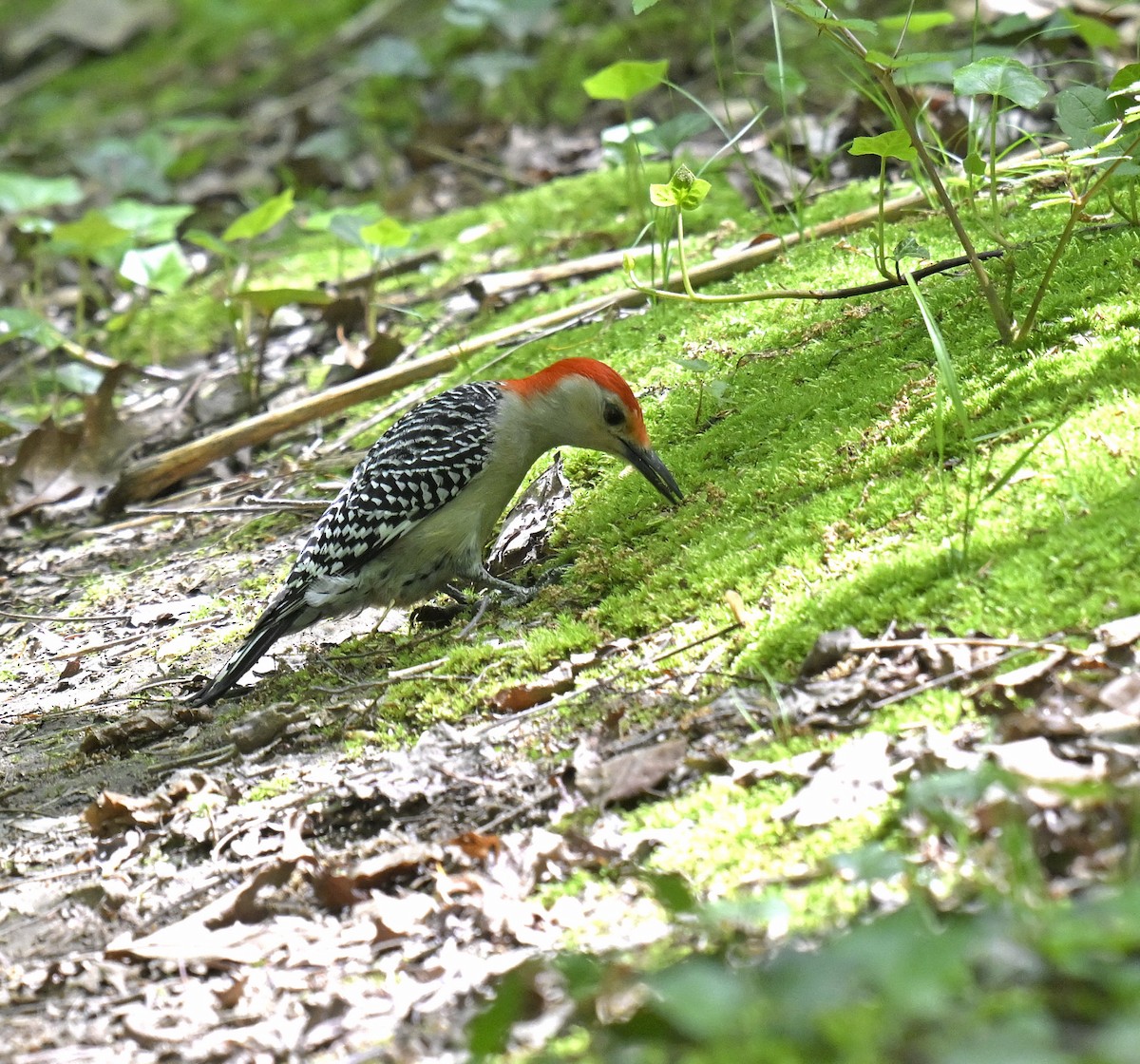 Red-bellied Woodpecker - ML619064779