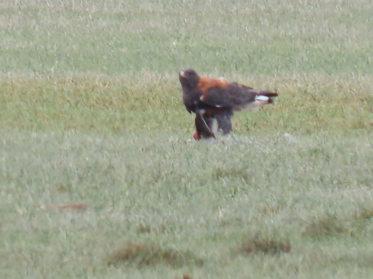 Variable Hawk (Red-backed) - ML619064855