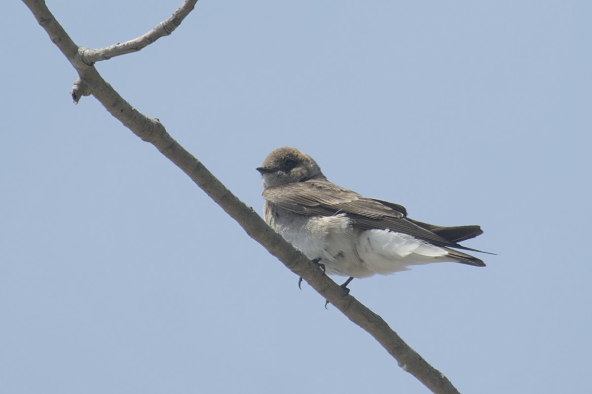 Northern Rough-winged Swallow - ML619064870