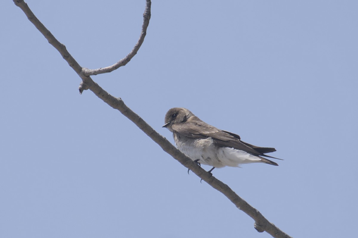 Northern Rough-winged Swallow - ML619064871