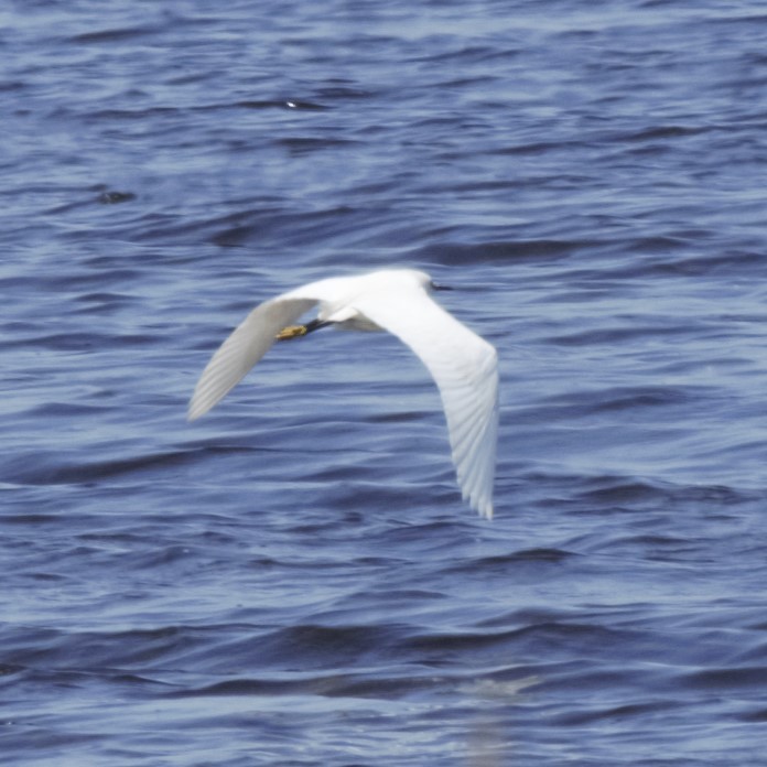 Snowy Egret - ML619064890