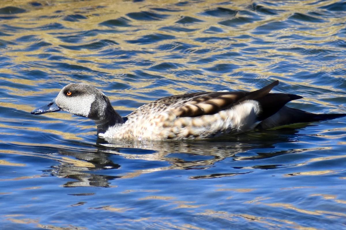 Crested Duck - ML619064903
