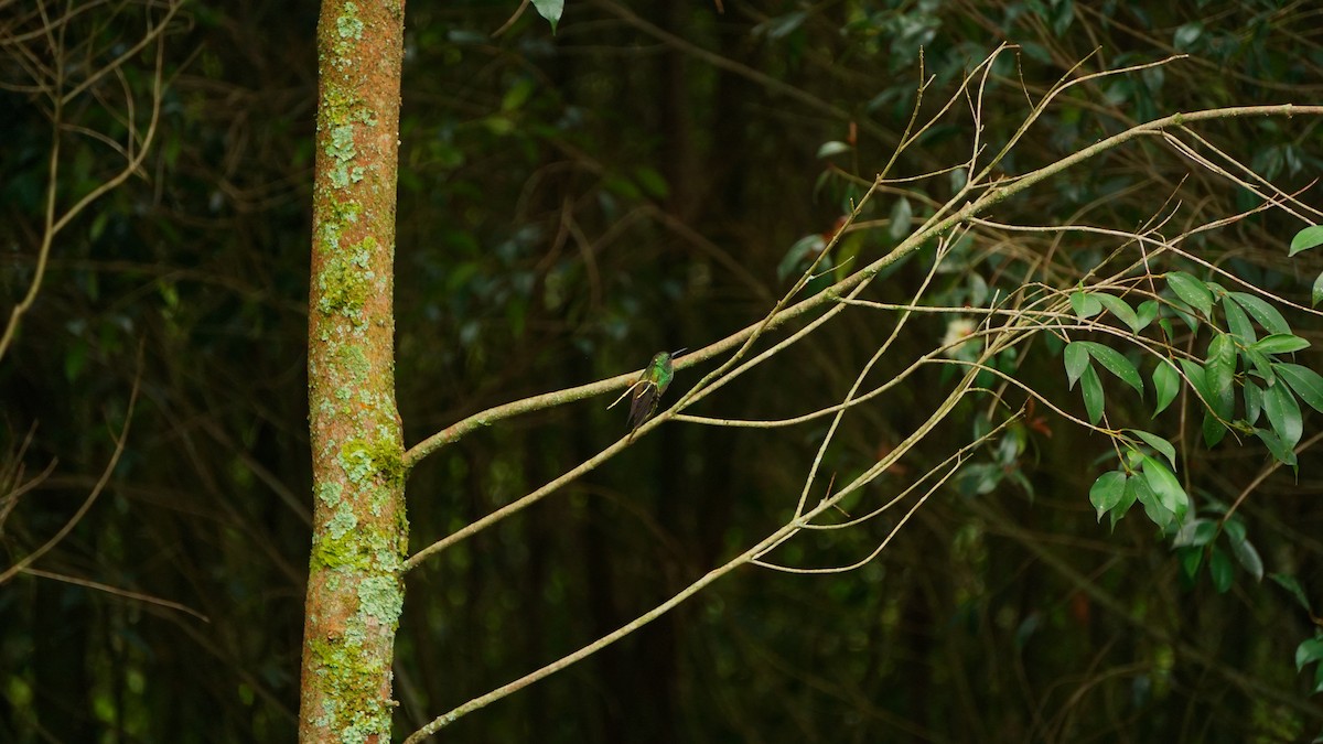 kolibřík zelenobřichý - ML619064905