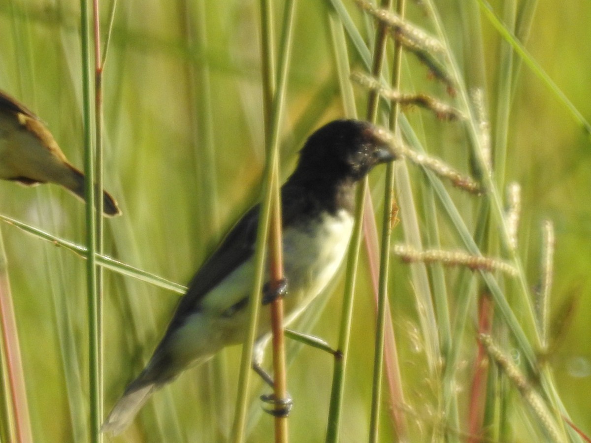 Yellow-bellied Seedeater - ML619064926