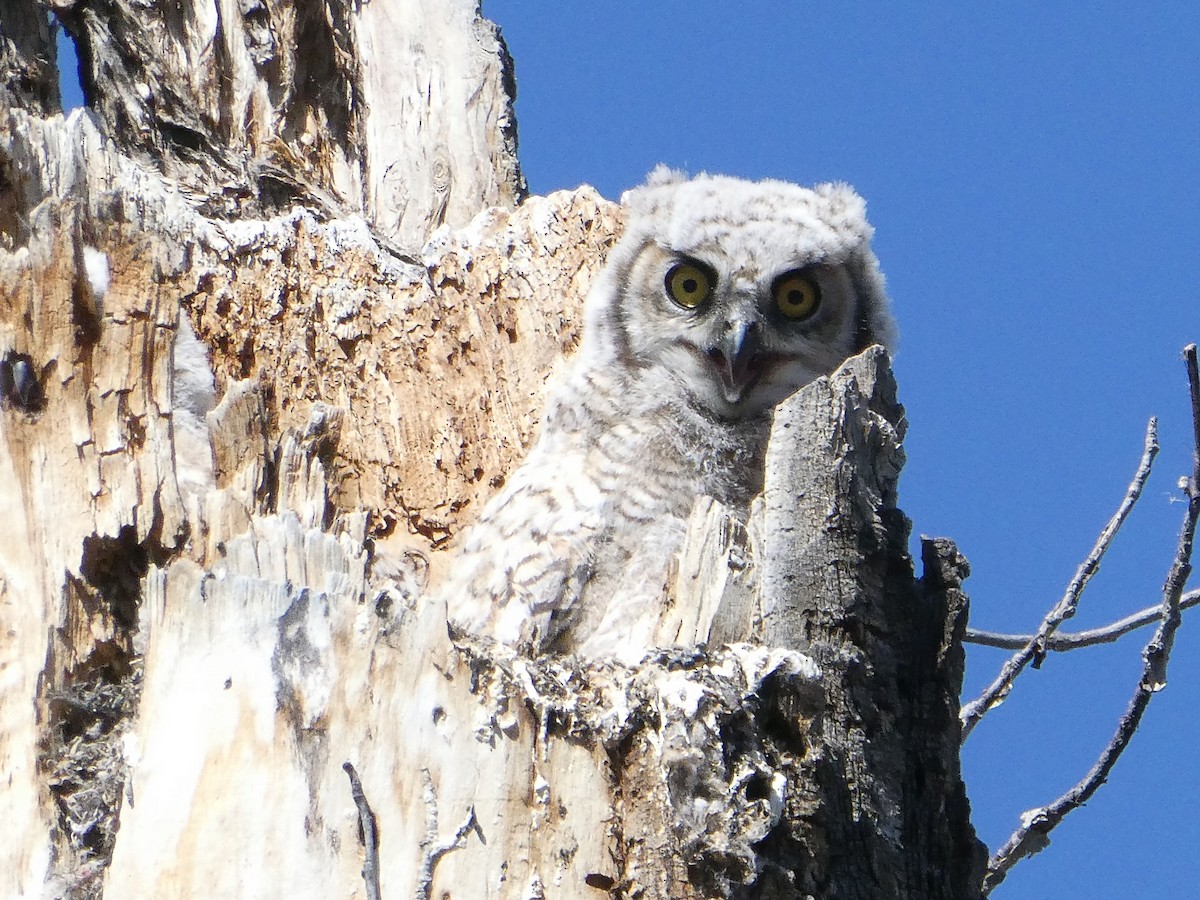 Great Horned Owl - ML619064933