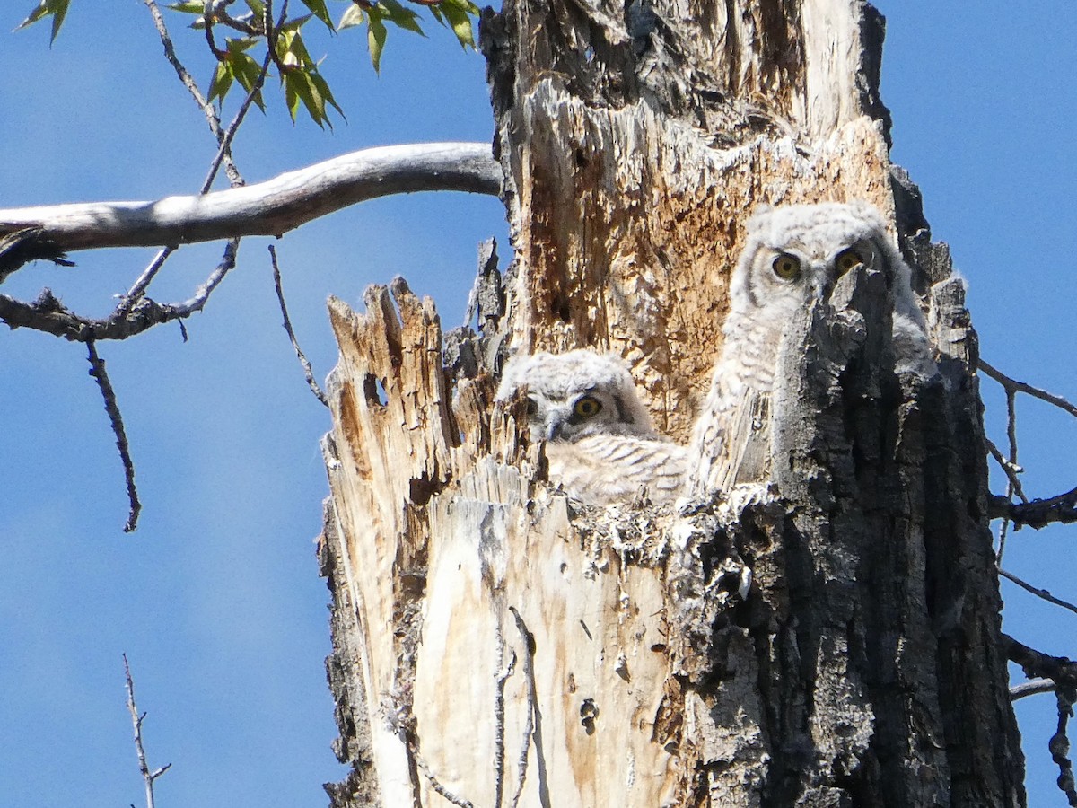 Great Horned Owl - ML619064936