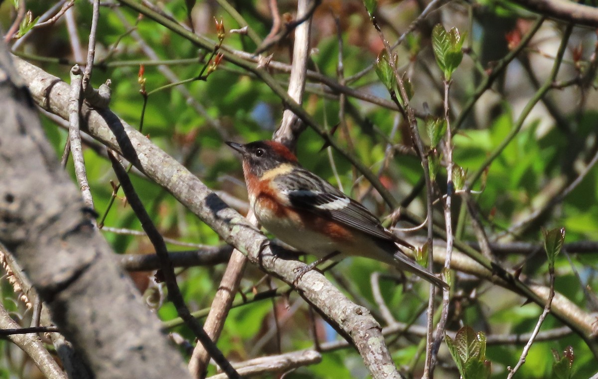 Bay-breasted Warbler - ML619064940