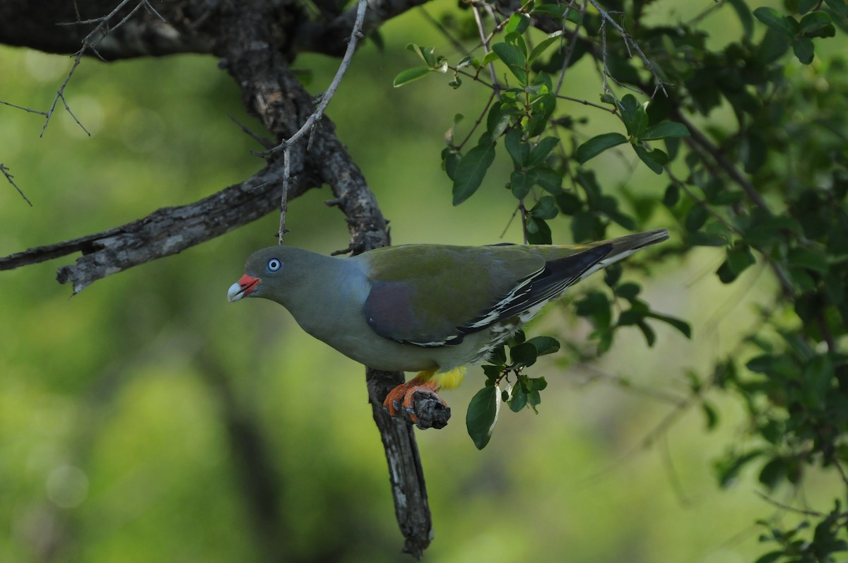 African Green-Pigeon - ML619064953