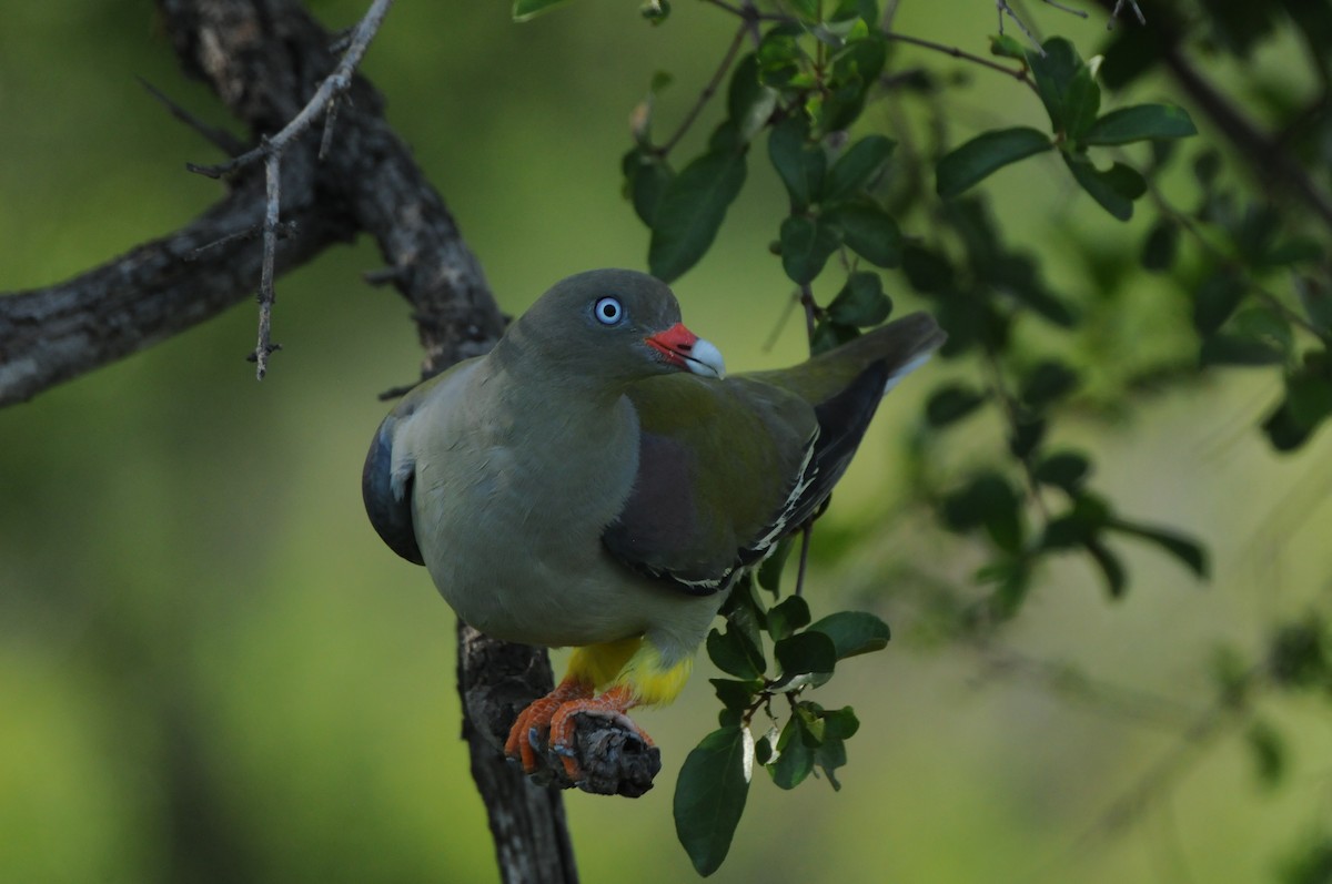 African Green-Pigeon - ML619064956