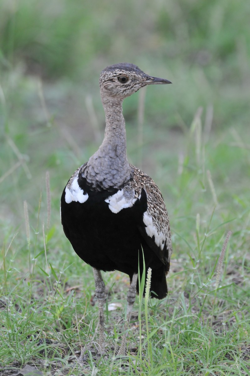 Red-crested Bustard - ML619064964