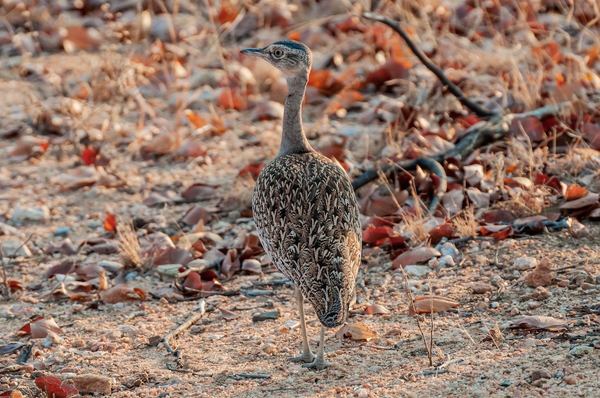 Red-crested Bustard - ML619064966