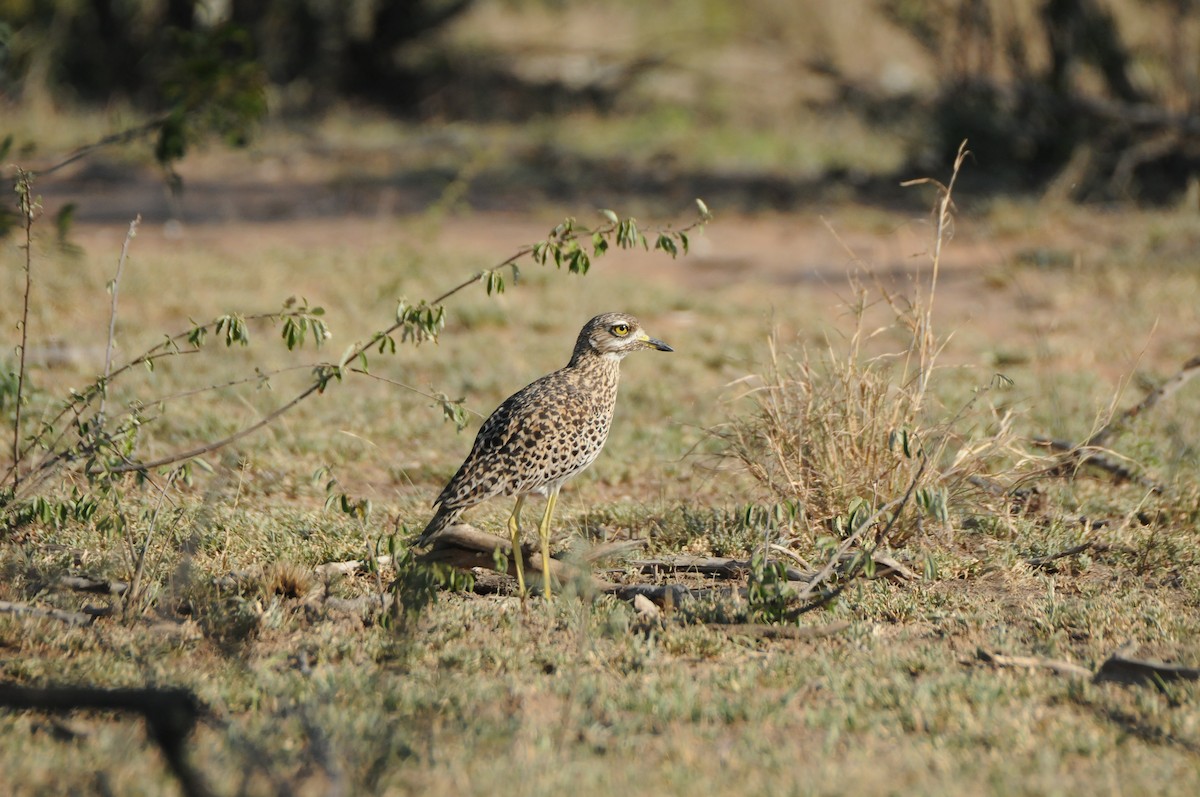 Spotted Thick-knee - ML619064971