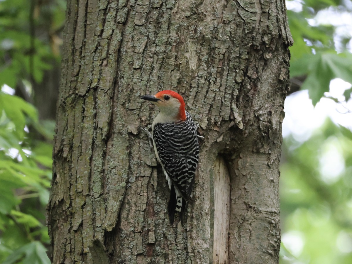 Red-bellied Woodpecker - ML619065009