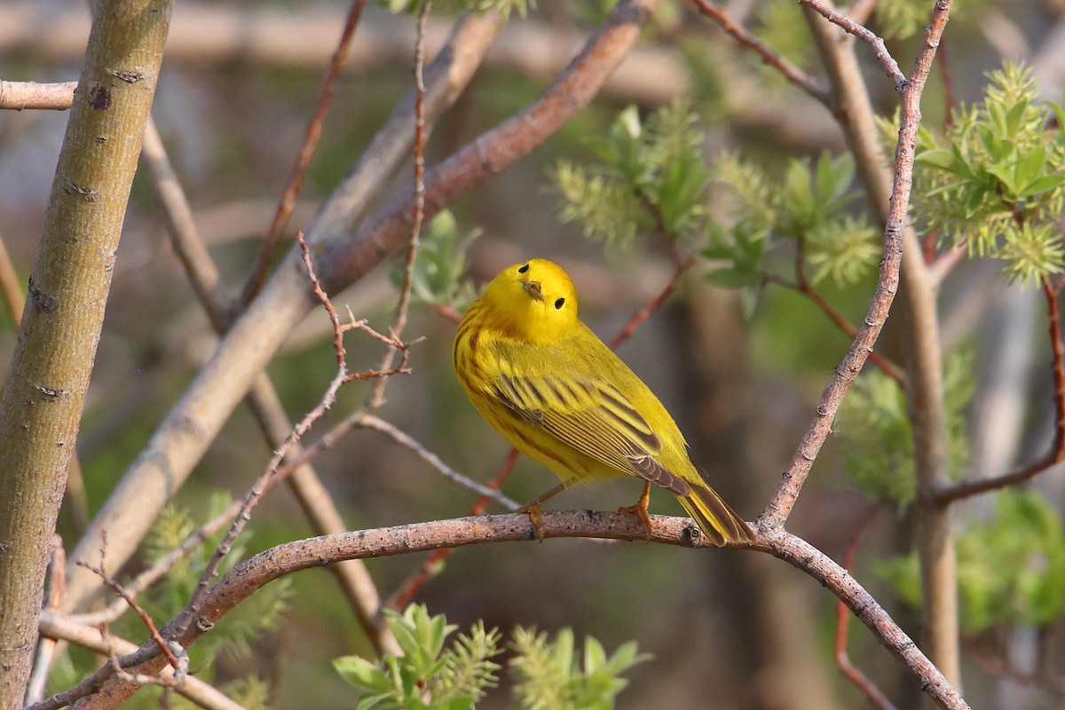 Yellow Warbler - kosala rajapaksha