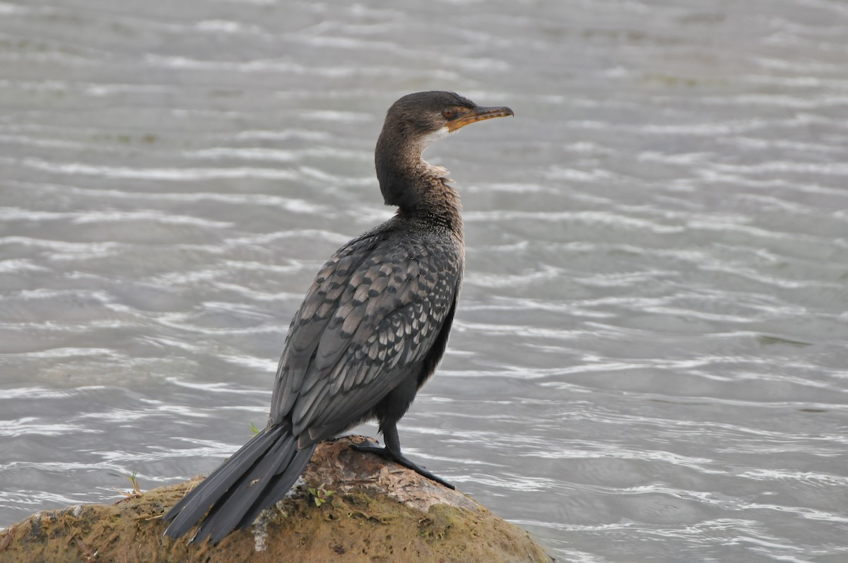 Long-tailed Cormorant - ML619065042