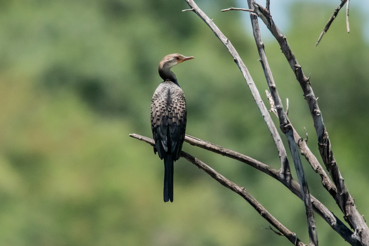 Long-tailed Cormorant - ML619065045