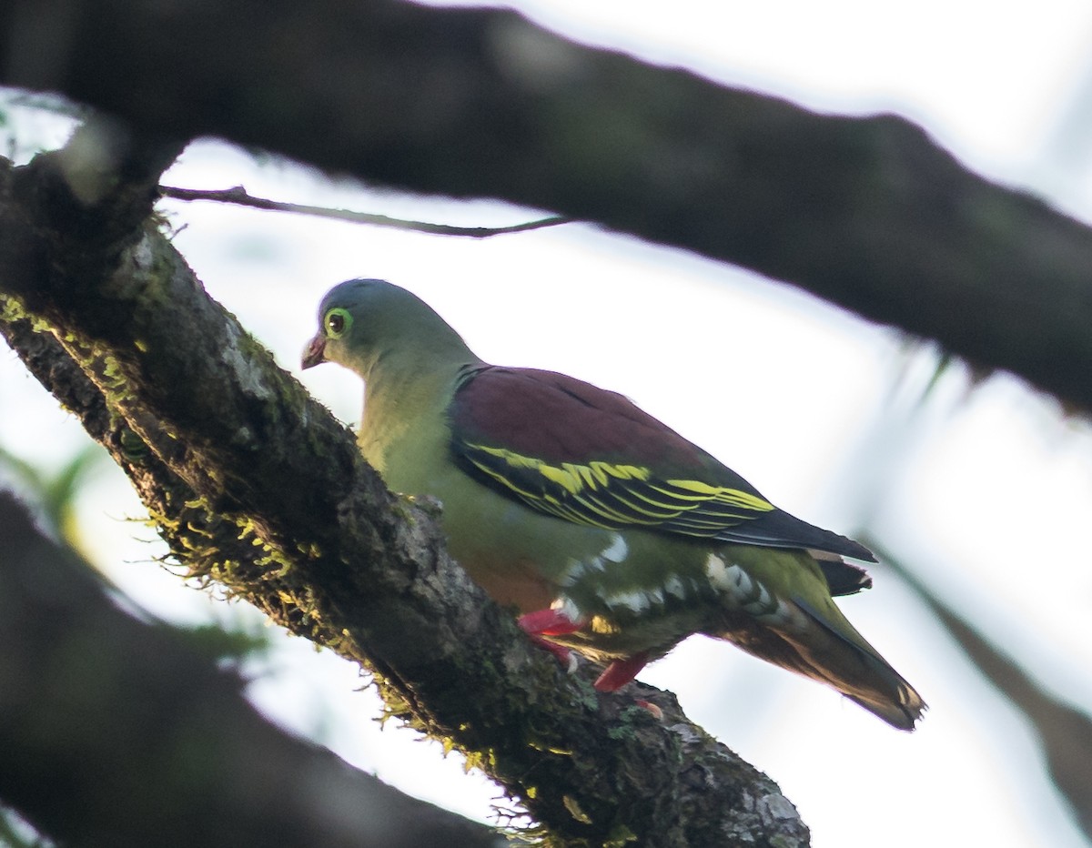 Thick-billed Green-Pigeon - ML619065050