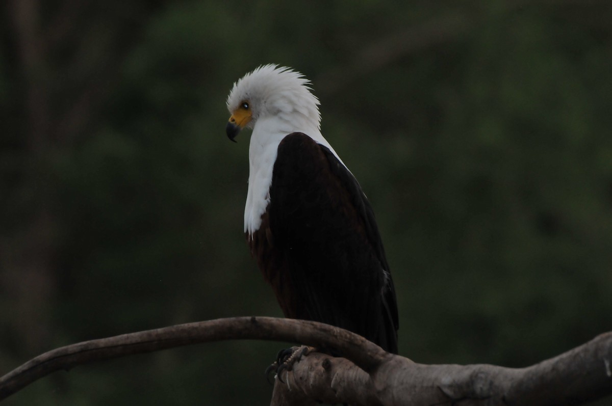 African Fish-Eagle - ML619065105