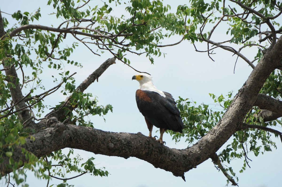 African Fish-Eagle - ML619065109