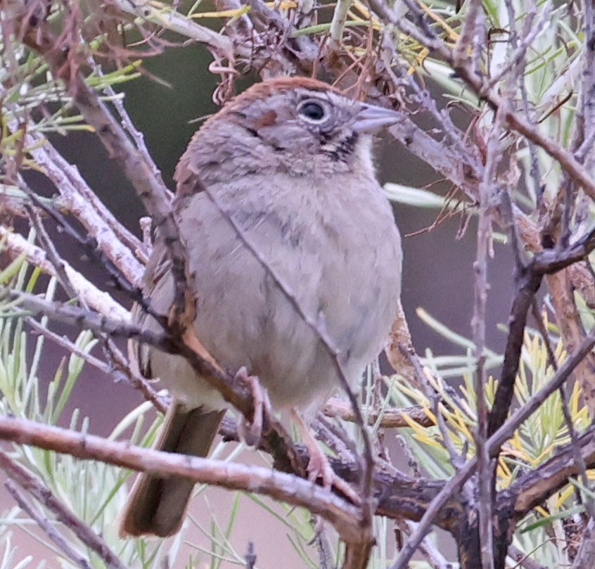 Rufous-crowned Sparrow - ML619065118