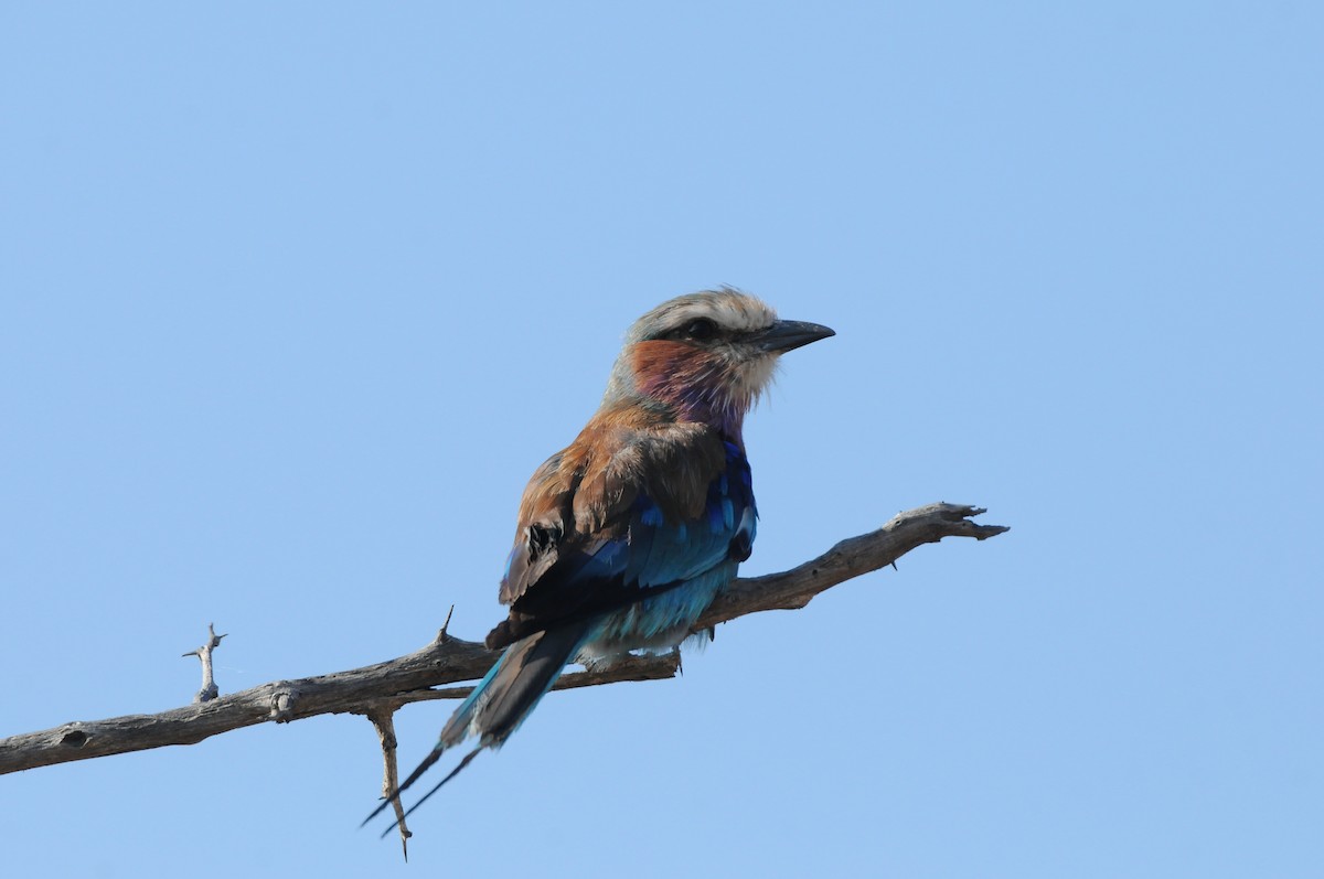 Lilac-breasted Roller - ML619065137