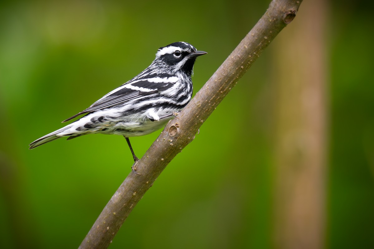 Black-and-white Warbler - ML619065171