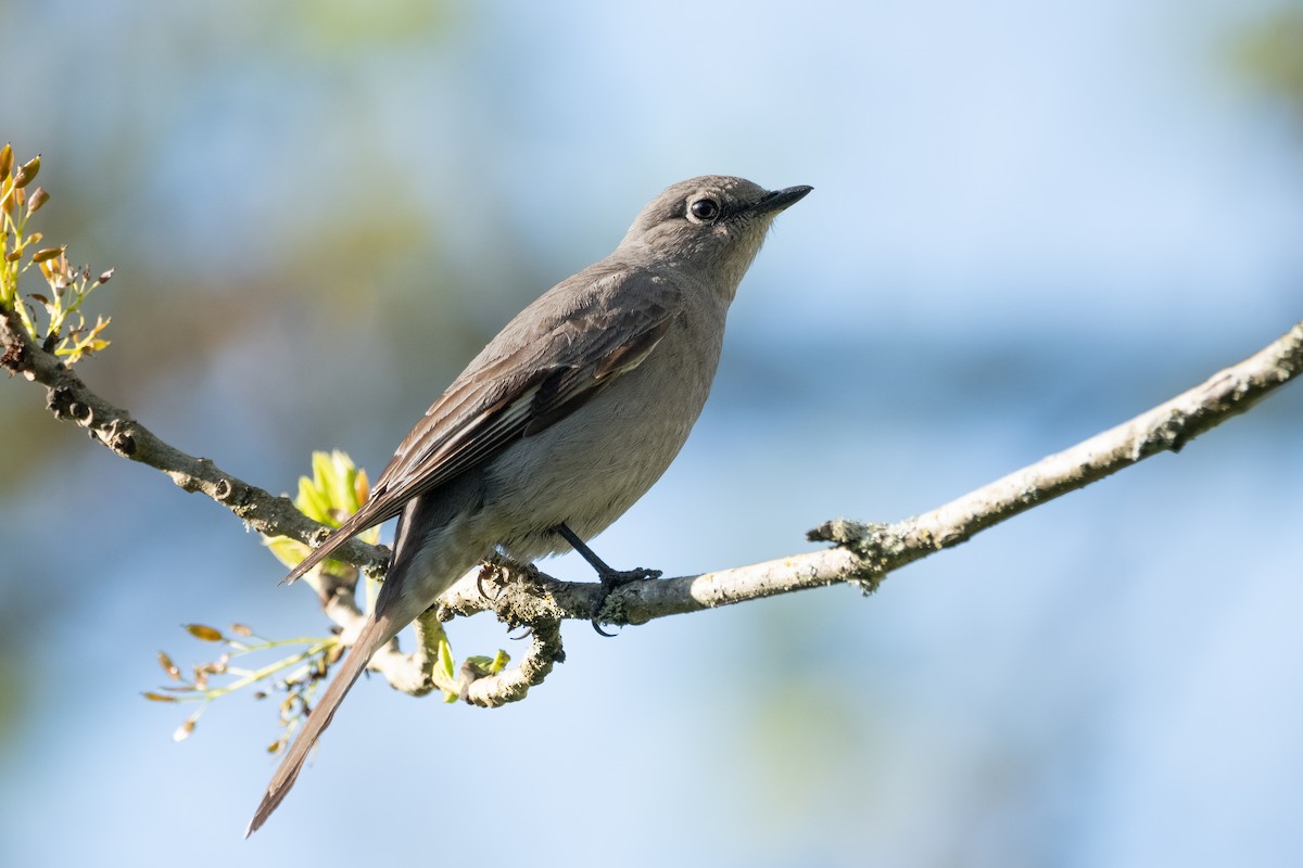 Townsend's Solitaire - ML619065177