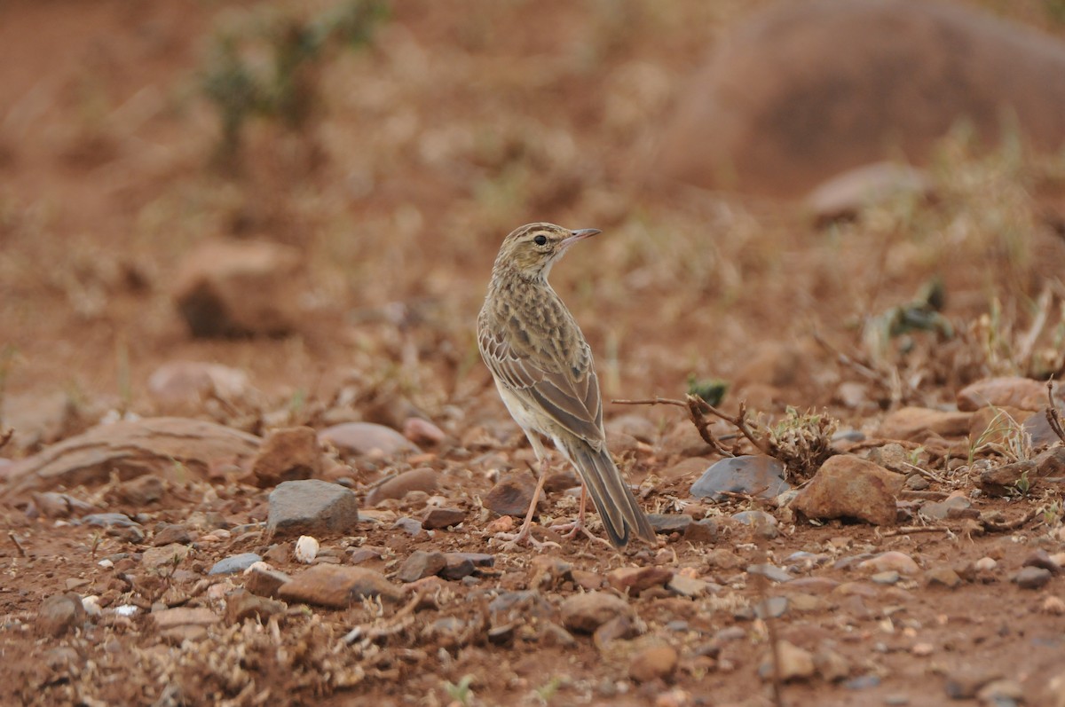 African Pipit - ML619065184