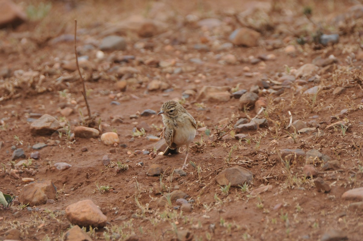 African Pipit - ML619065186