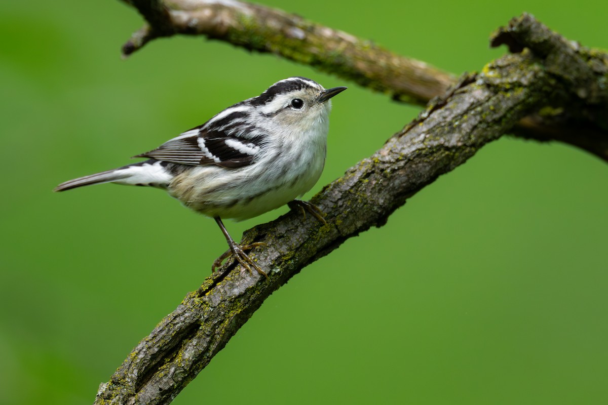 Black-and-white Warbler - ML619065188