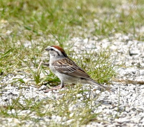 Chipping Sparrow - ML619065208