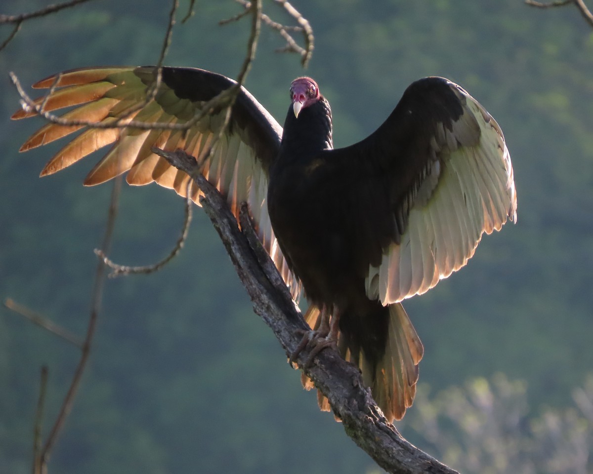 Turkey Vulture - Karen Hogan