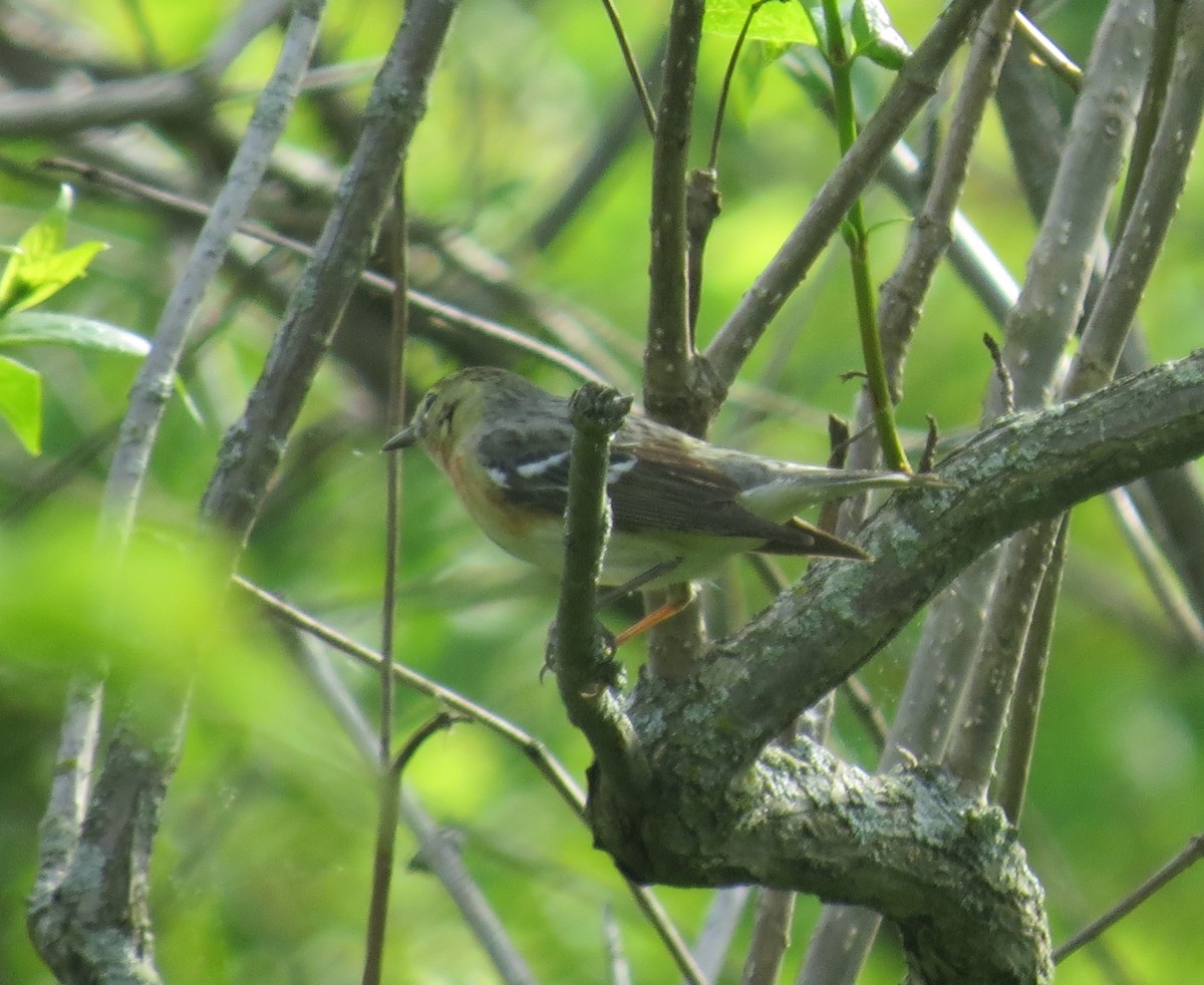 Bay-breasted Warbler - ML619065297
