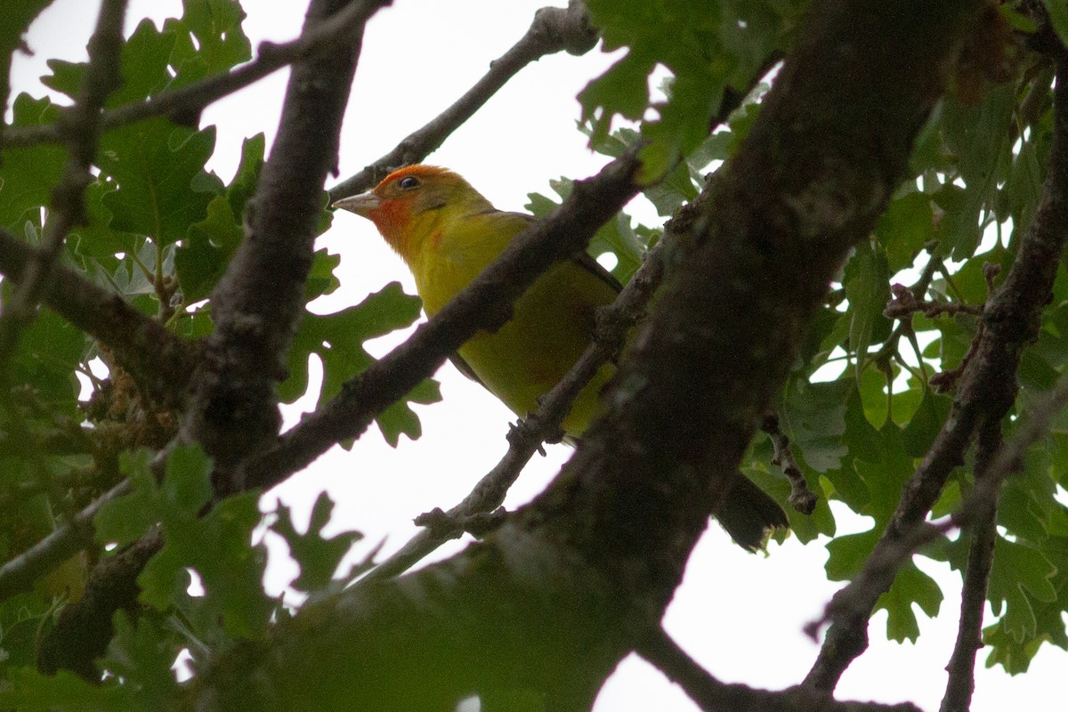 Western Tanager - ML619065330