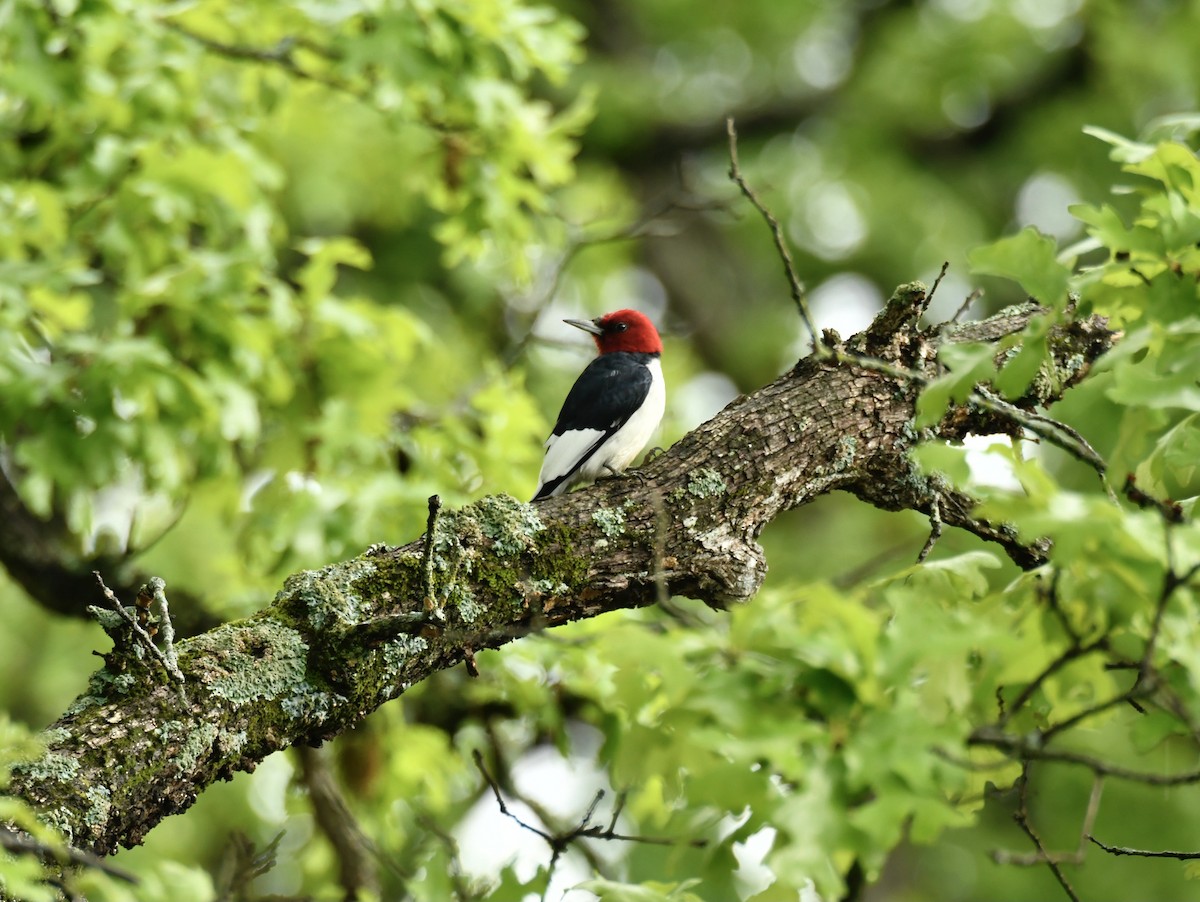 Red-headed Woodpecker - ML619065333