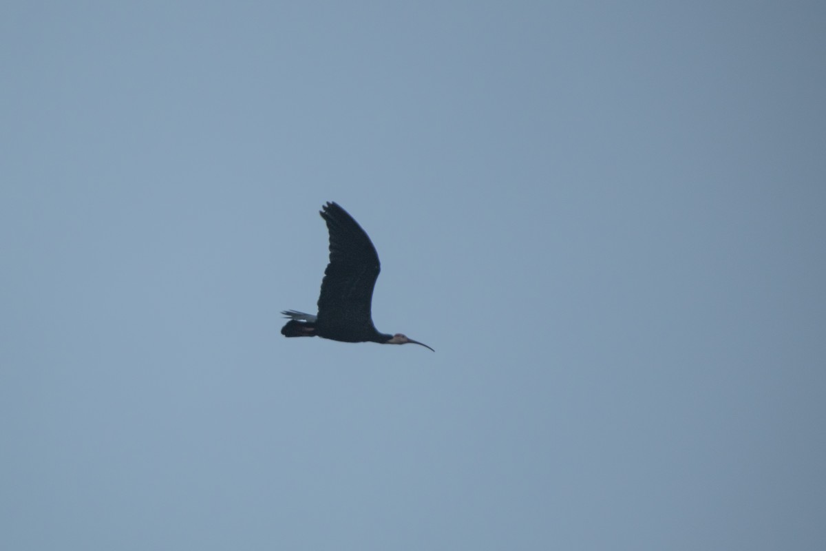 ibis jihoafrický - ML619065373